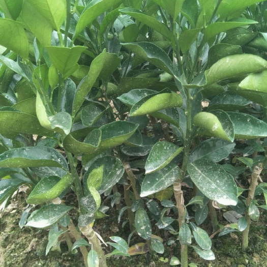 钦州红心橙苗 嫁接苗 0.5米以下 