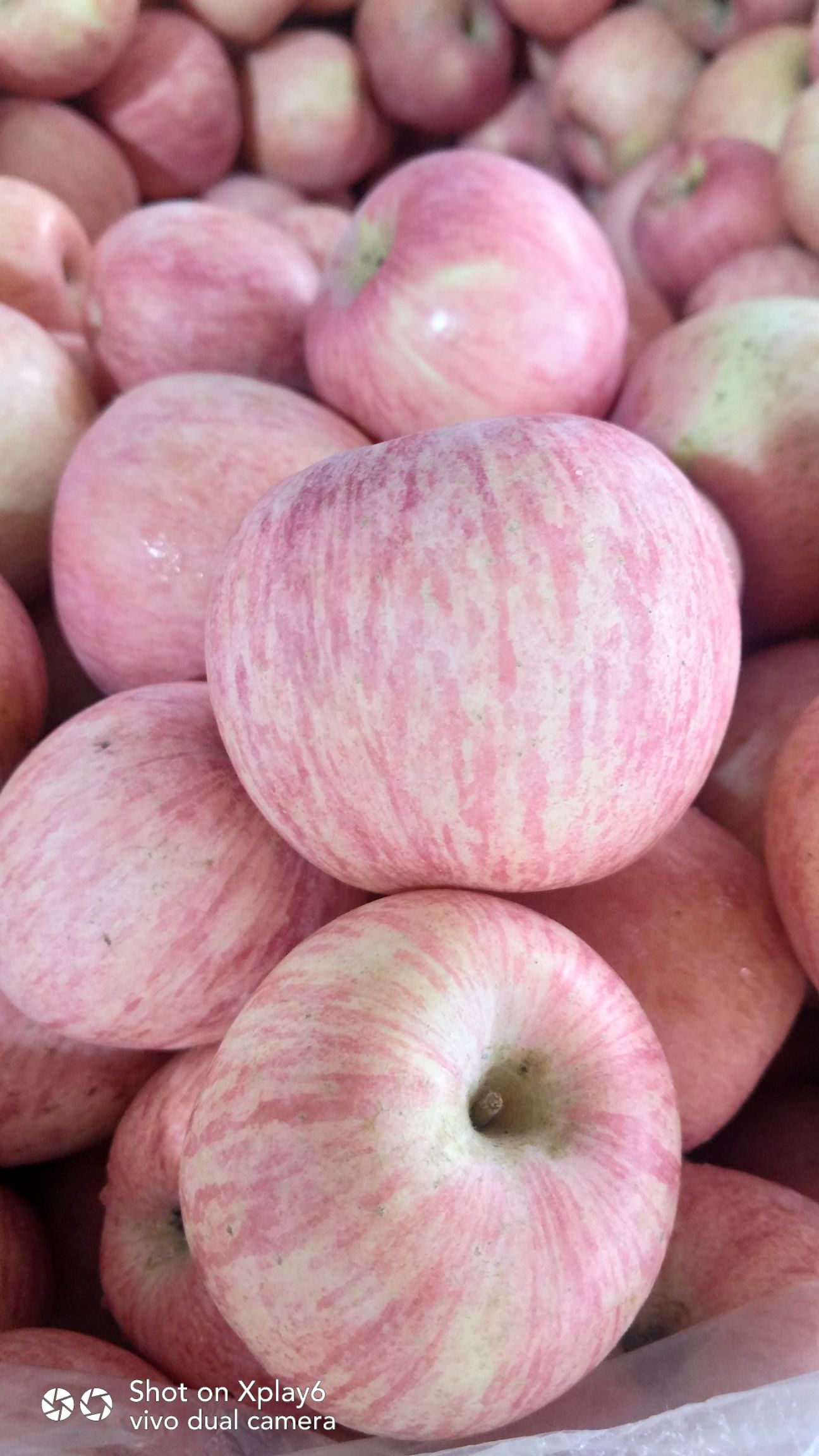 红富士苹果 75mm以上 条红 纸袋 