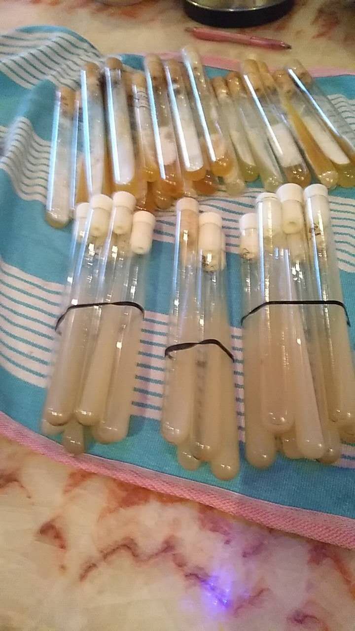 白灵菇菌种 