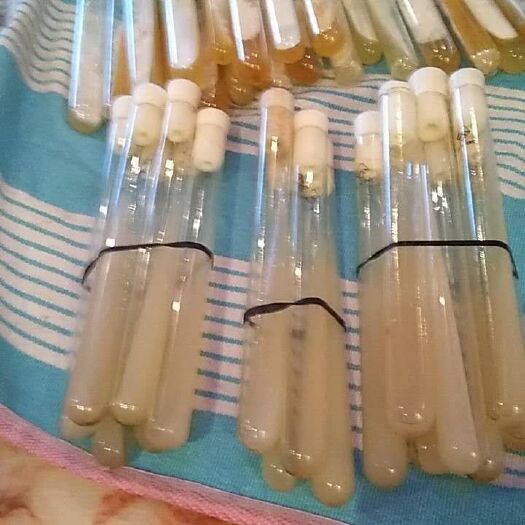 五台县白灵菇菌种 