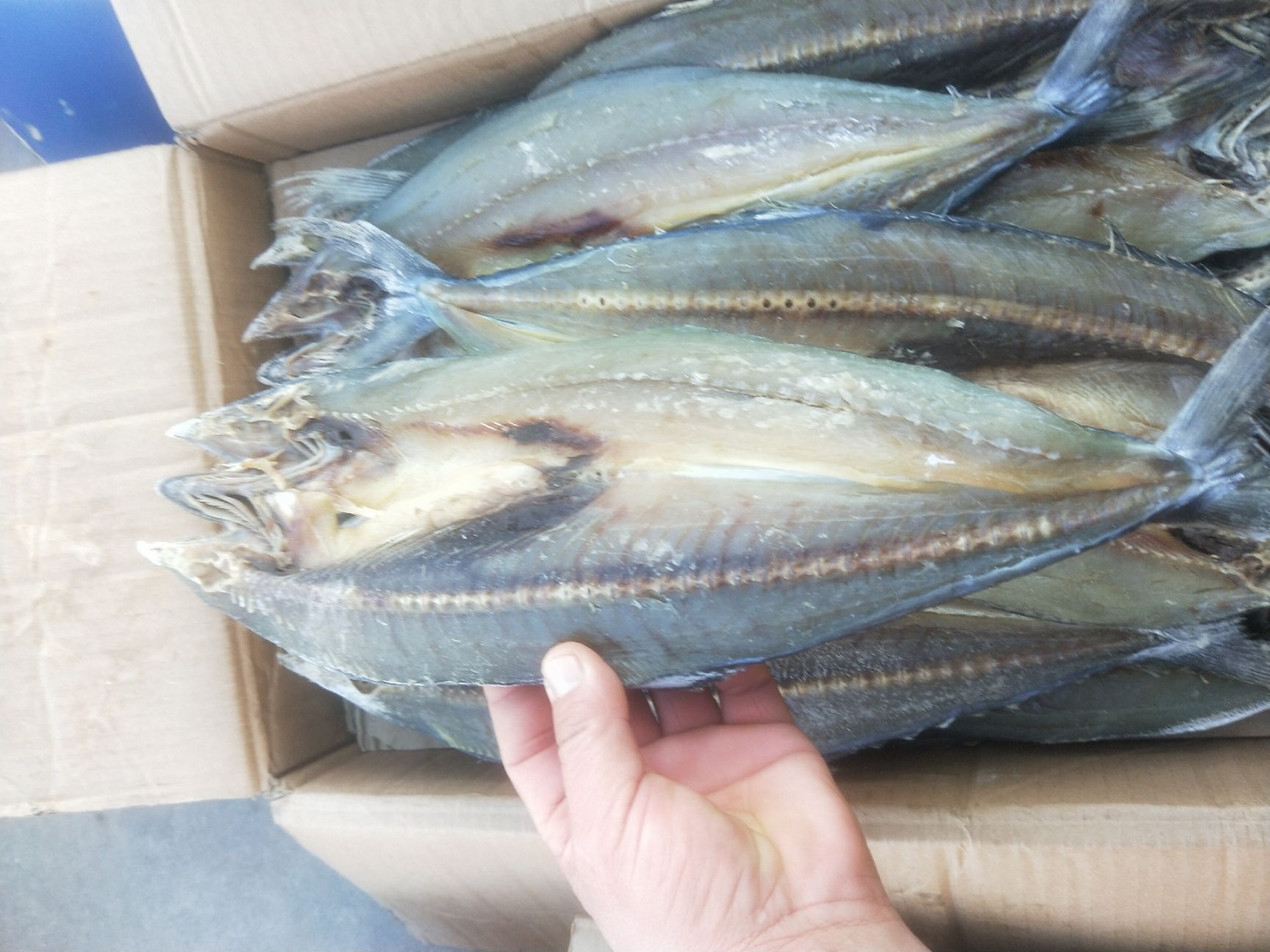 濱州咸魚 鲅魚劈子，價格15元