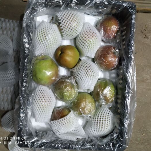 赵县 精品有机绿色水果  ，玉露香梨