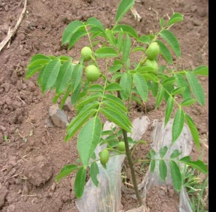  核桃苗，香玲核桃苗，皮薄个大，结果早！产量高