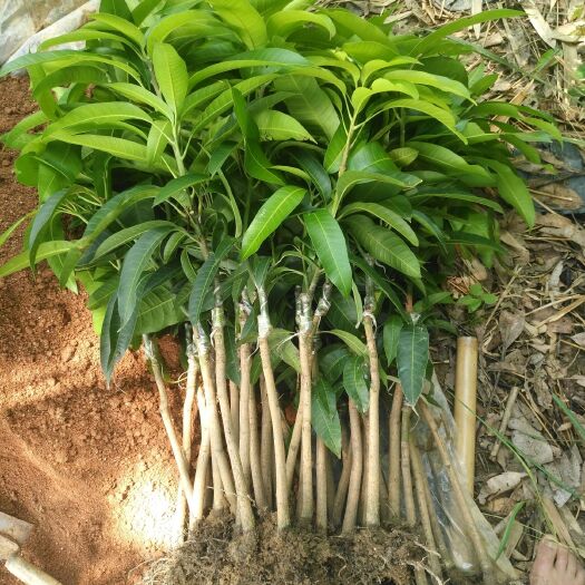 灵山县台农芒果苗 