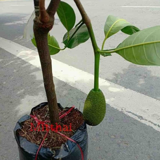 凭祥市越南菠萝蜜苗 