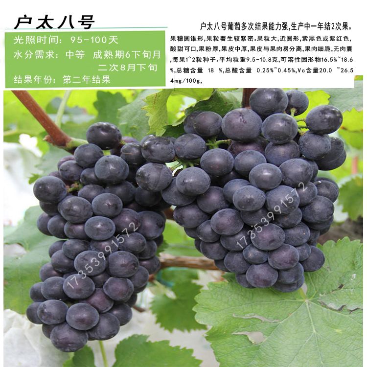 藤稔葡萄苗 