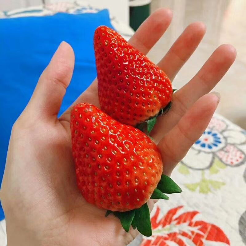 甜查理草莓 20克以上 