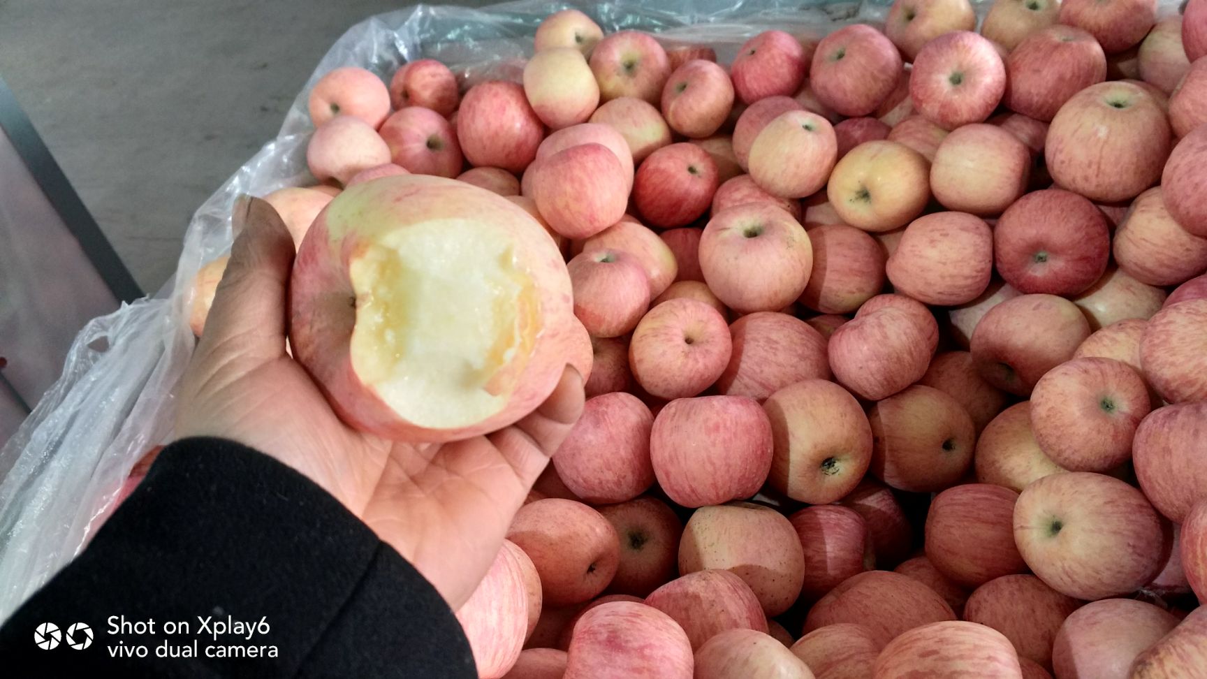 红富士苹果 75mm以上 条红 纸袋 