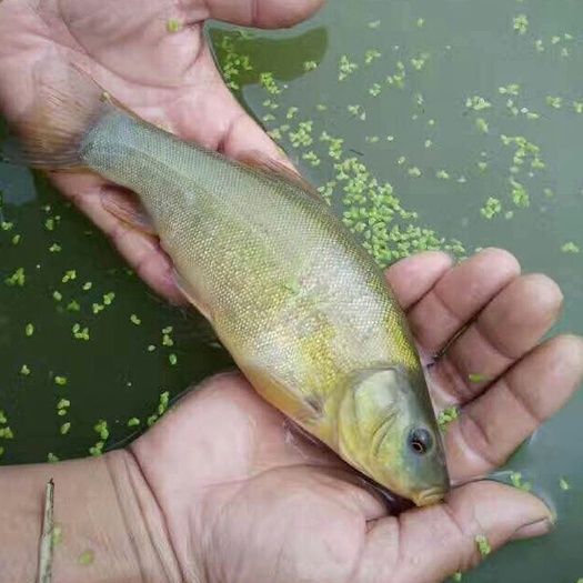 博罗县丁桂鱼苗 