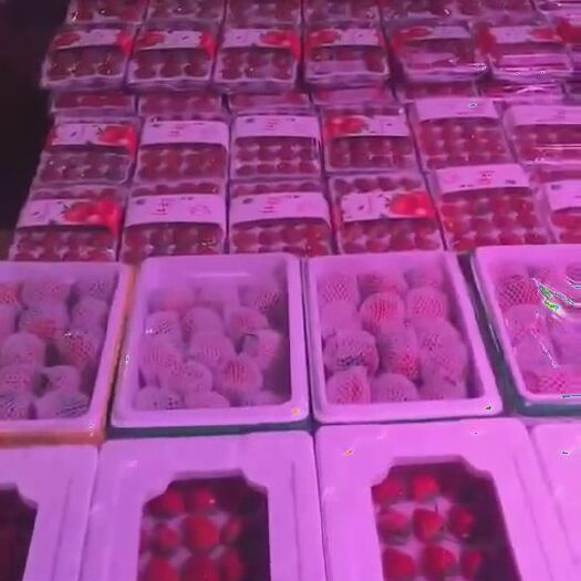 东港市九九草莓 东港市椅圈镇 为长期稳定量大的水果采购单位提供代收包装代运输