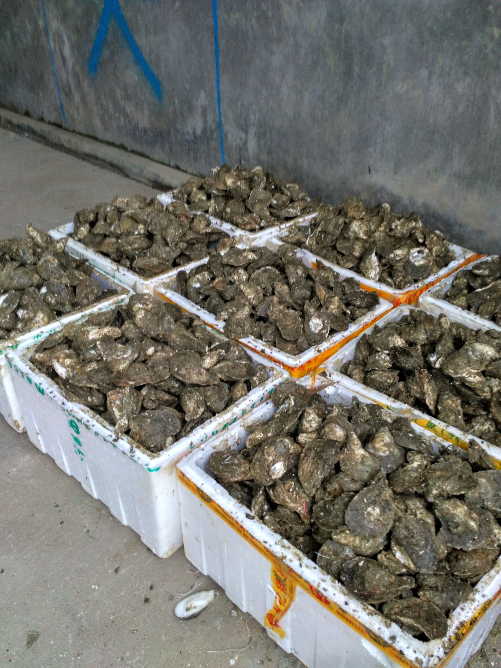 湛江白蚝 湛江生蚝批发直销湛江生蚝北潭蚝东海蚝太平蚝