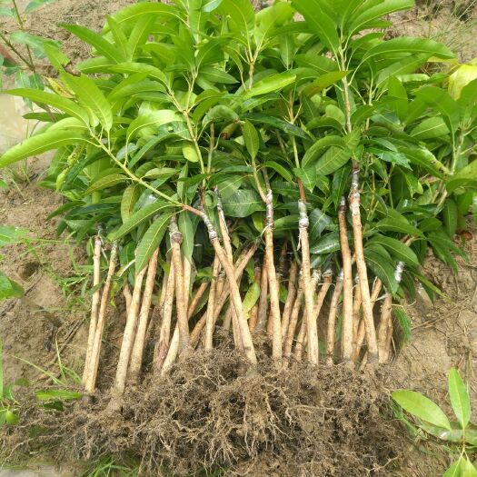 灵山县贵妃芒果苗 