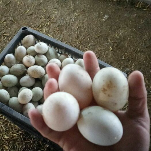 成都麻鸭蛋 食用 散装 