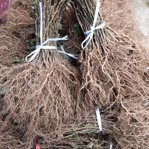 南江县猕猴桃苗  实生苗排栽苗嫁接粘木苗