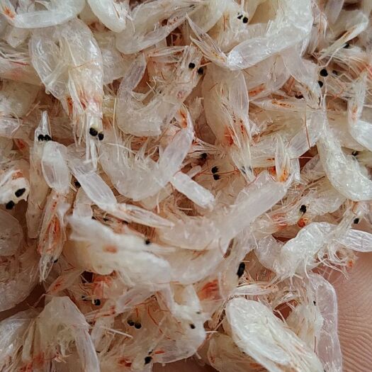 荣成市即食淡干大虾皮 