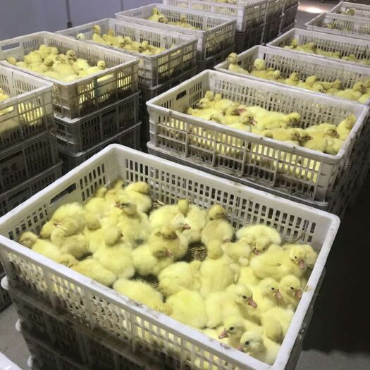 沭阳县大白鹅苗 