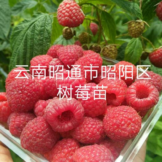 昭通红树莓苗