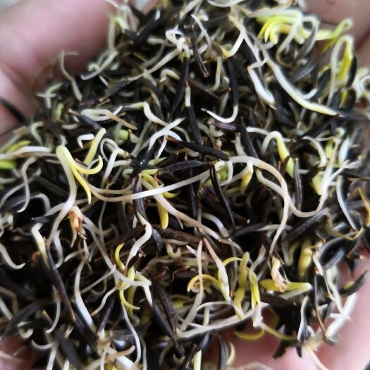 波斯菊种子