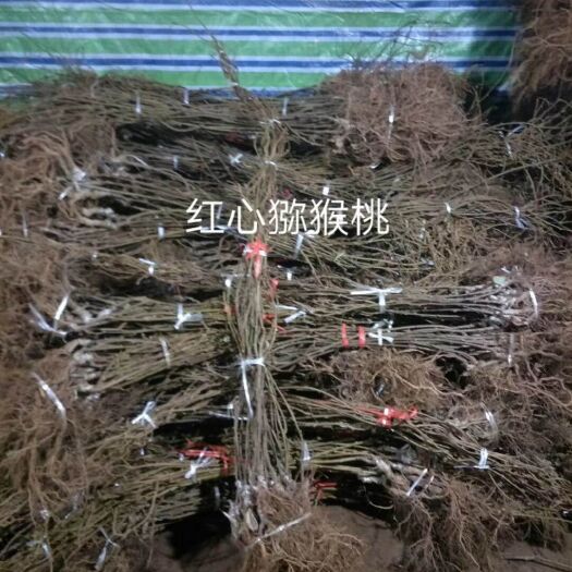 嘉祥县红心猕猴桃苗 嫁接苗 