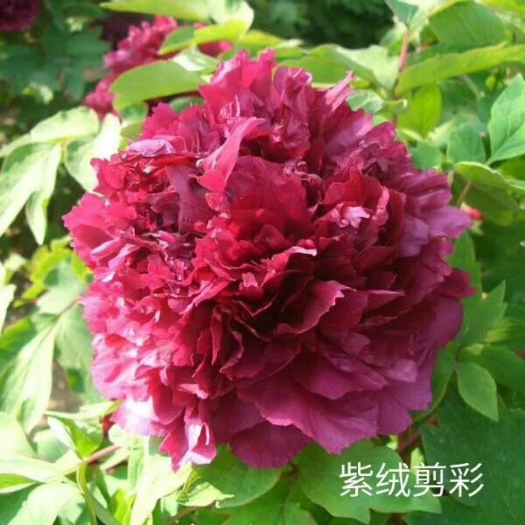 观赏牡丹 欢迎你订购大富贵种植基地