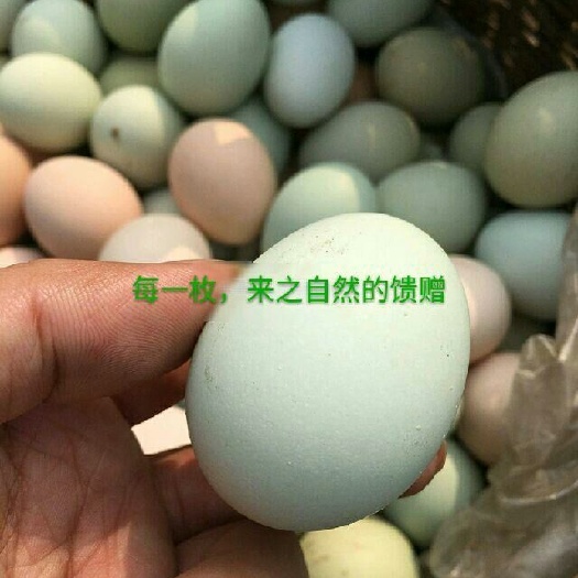 西安绿壳鸡蛋 简包装 食用