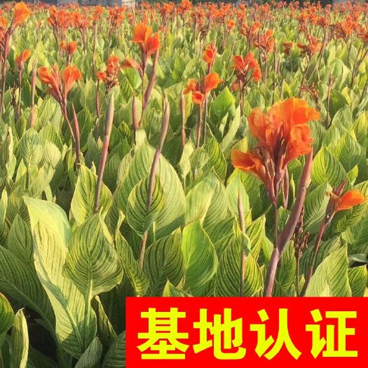 杭州花叶美人蕉 大量供应，基地认证