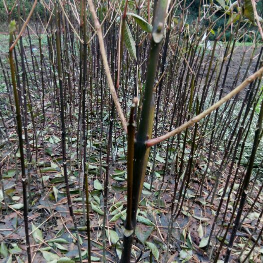 青阳县吴茱萸 