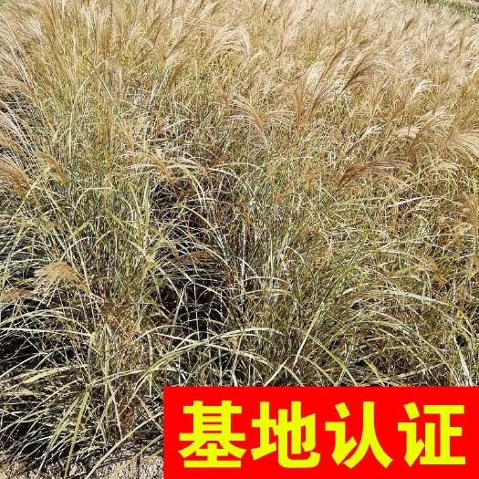 杭州花叶珊瑚 花叶芒 观赏草 大量供应，基地认证