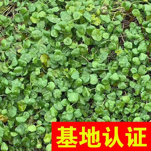 杭州铜钱草盆栽 铜钱草 香菇草 湿地河道绿化工程，大量供应，基地