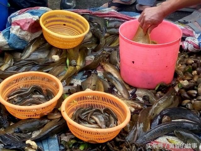 广州埃及塘鲺 