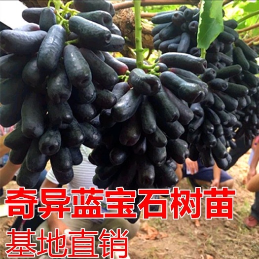 平邑县蓝宝石葡萄苗