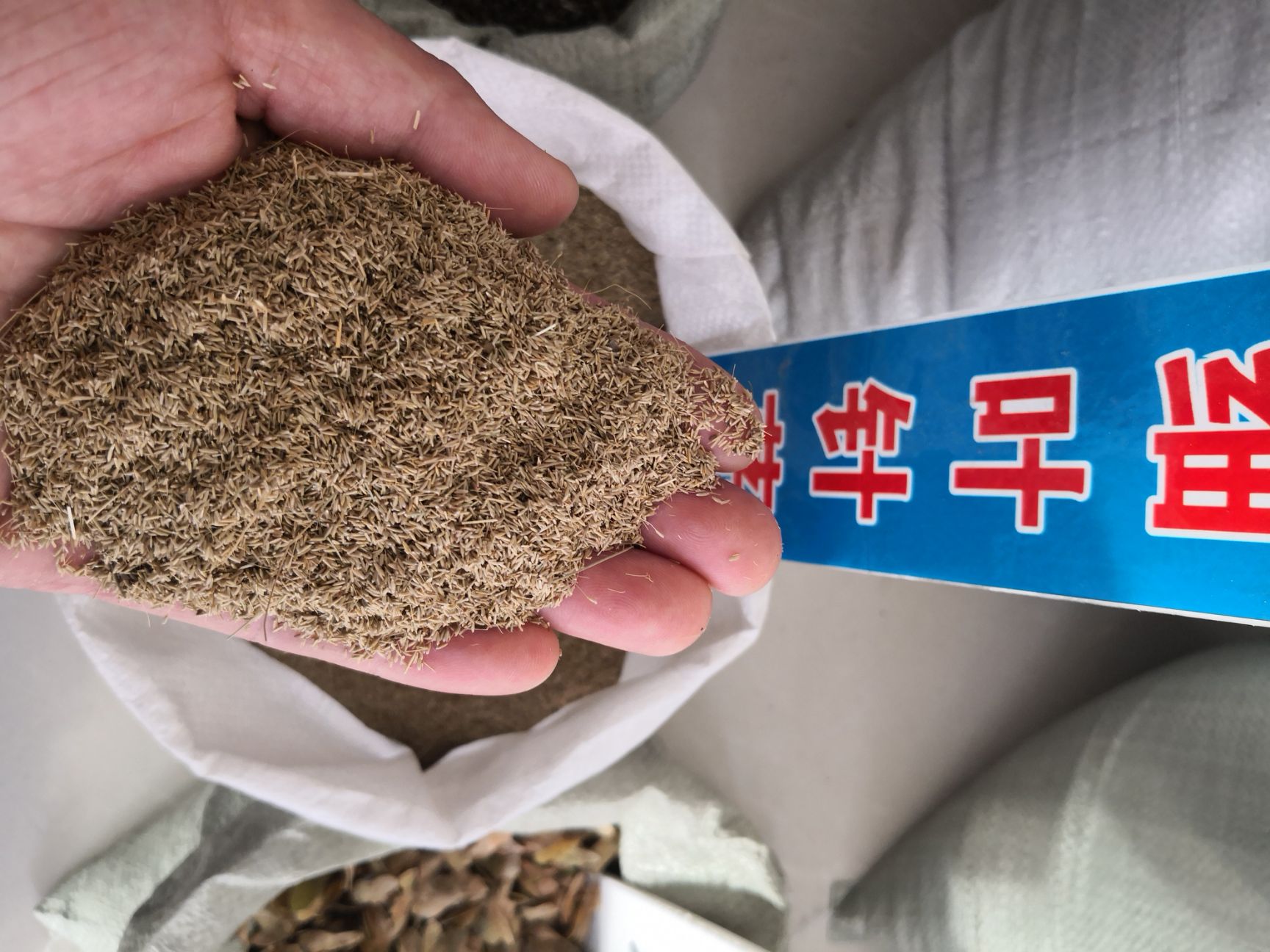 细叶芒种子