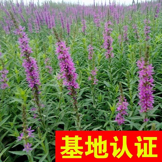 千屈菜 观赏草 大量供应，基地认证