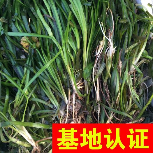 杭州苦草 湿地河道绿化工程虾塘蟹塘水质净化，大量供应，基地认证