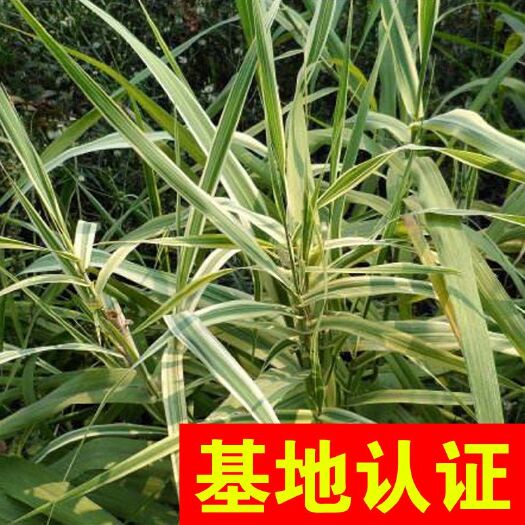 杭州花叶芦竹 花叶卢竹 湿地河道绿化工程，大量供应，基地认证
