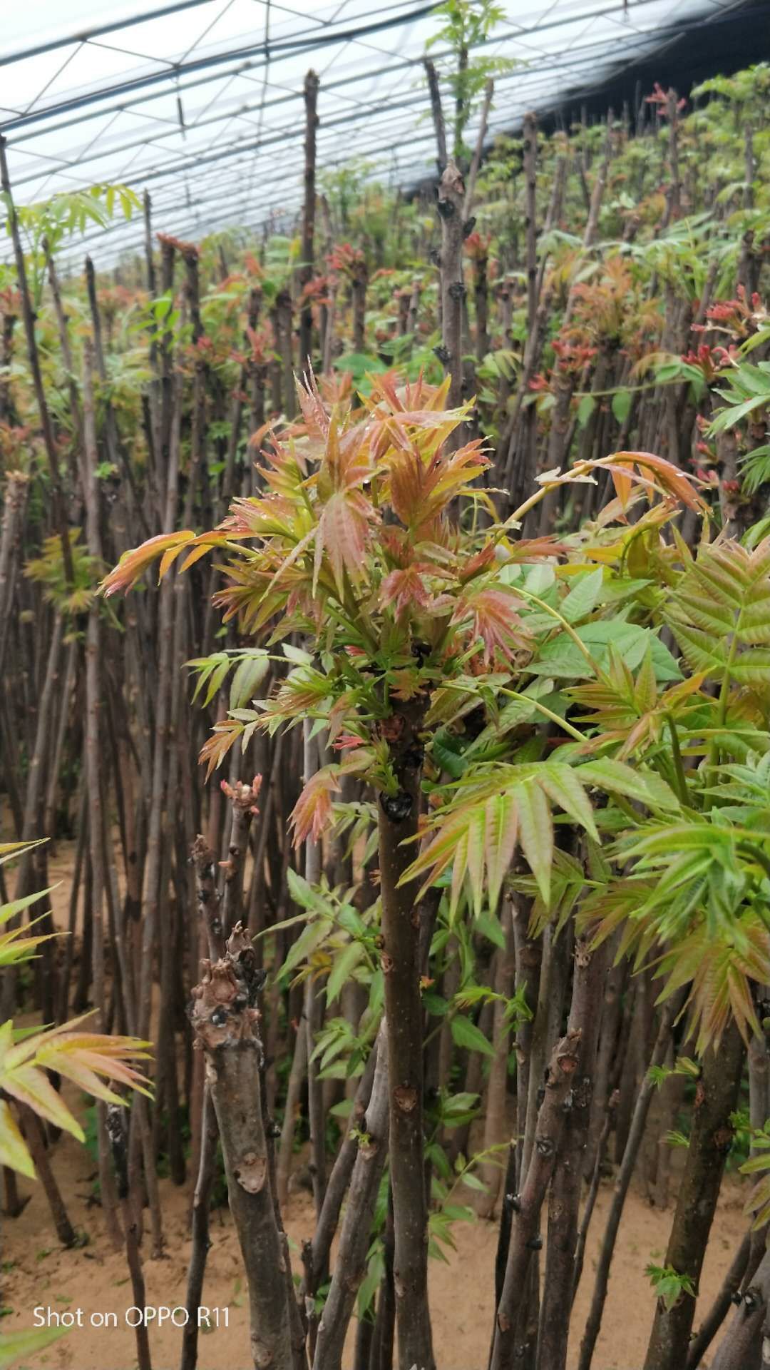 红油香椿芽  大棚反季节香椿芽  露天香椿芽