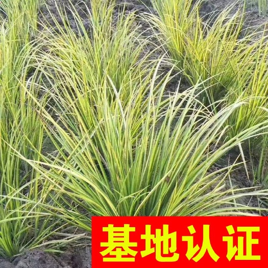 杭州金叶石菖蒲 金边石菖蒲 金线石菖蒲 大量供应，基地认证