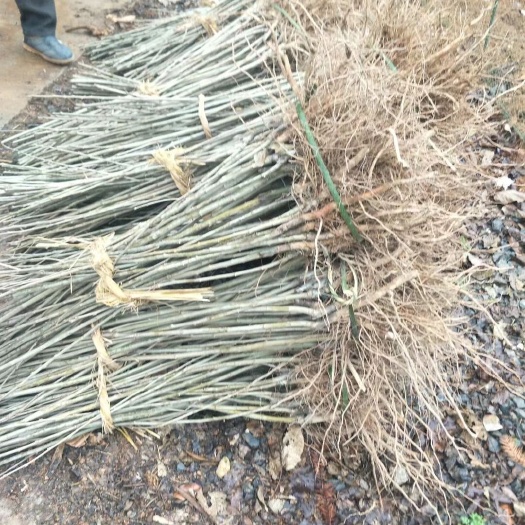 泰安泰山板栗苗  油板栗树苗 苗圃直供 量大规格齐全