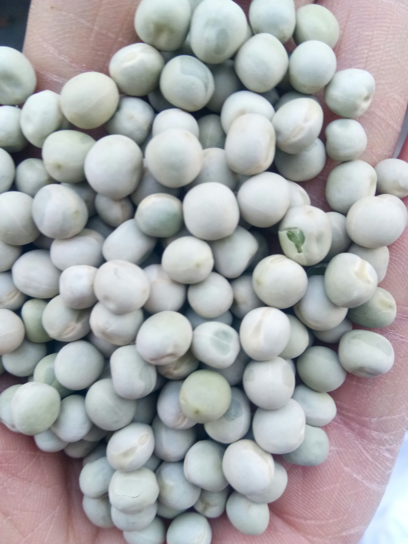 干豌豆  批发青豌豆，干青豌豆颗粒饱可做泡菜用