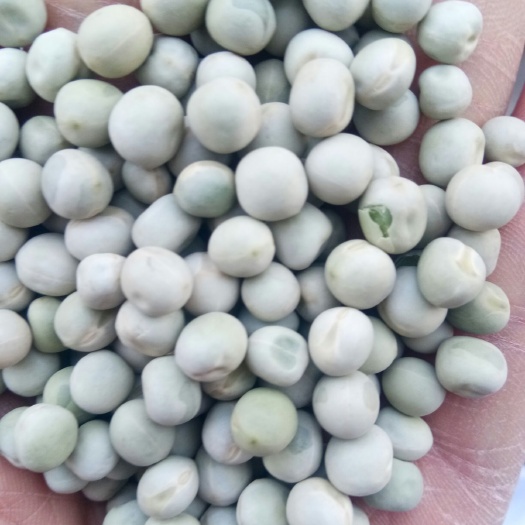 干豌豆  批发青豌豆，干青豌豆颗粒饱可做泡菜用