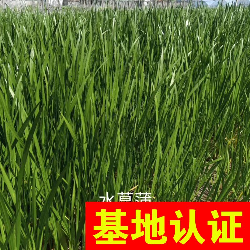 杭州水菖蒲  菖蒲 湿地河道绿化工程，大量供应，基地认证