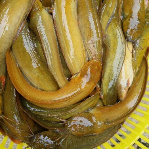 湛江本地塘鲺 本地塘角鱼(胡子鲶)从鱼塘出来直达你哪里