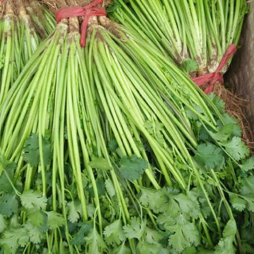 安丘市铁杆青香菜 45cm 