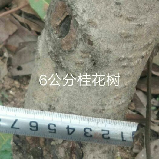镇平县桂花树苗 