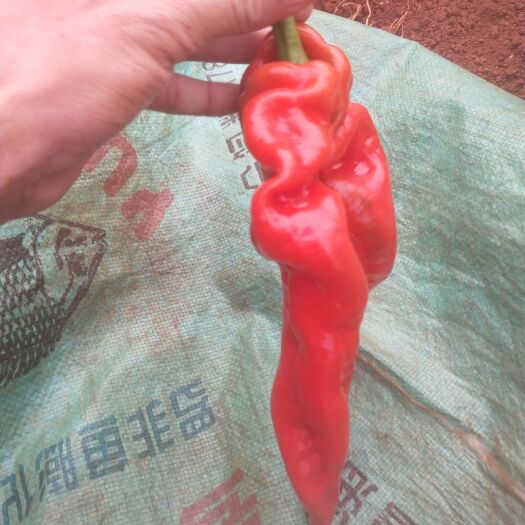雷州市尖椒 10~15cm 中辣 彩色 