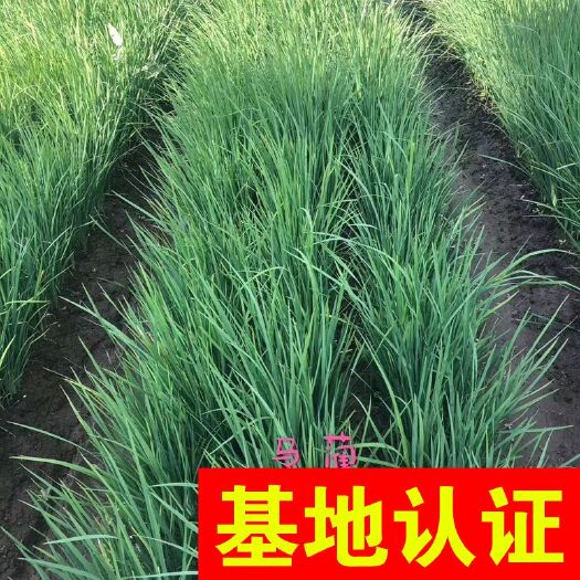 杭州麦冬草 马蔺 观赏草 大量供应，基地认证