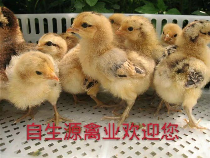 重庆市土鸡苗 