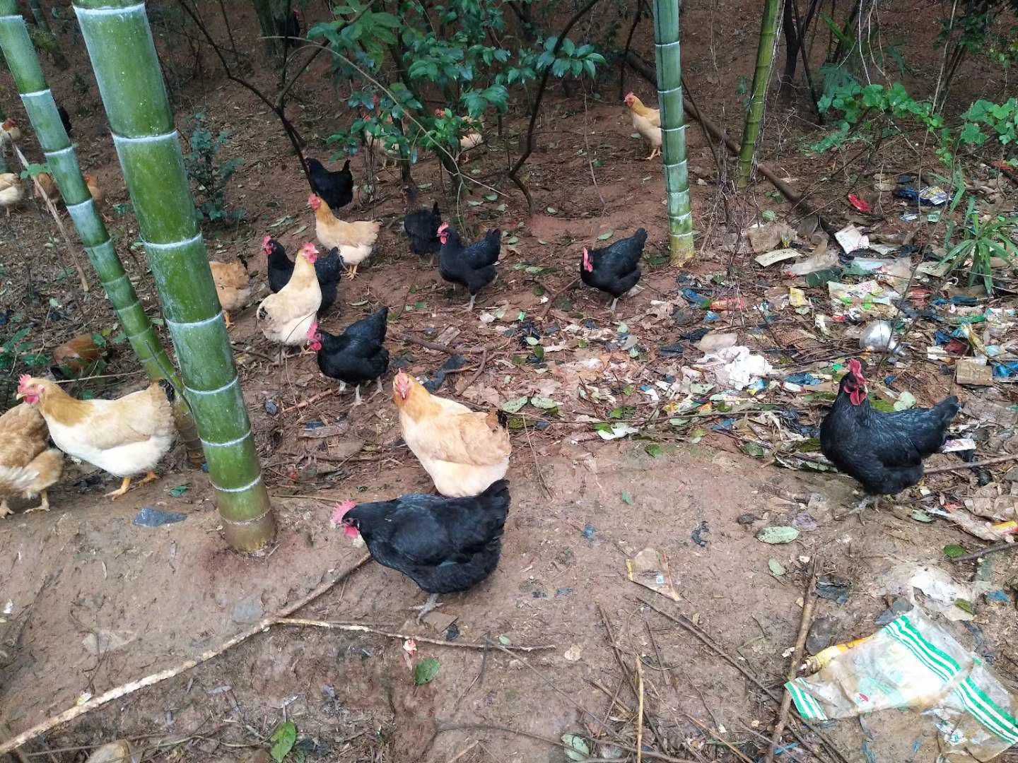 土鸡蛋 食用 箱装 