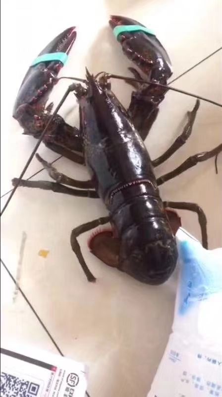 澳洲龙虾  1-2斤/只 