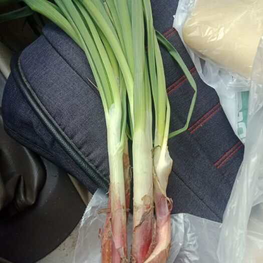 荣成市红皮洋葱 混装通货 